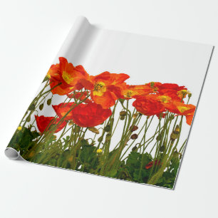 Line of red poppies isolatedart, background, beaut wrapping paper