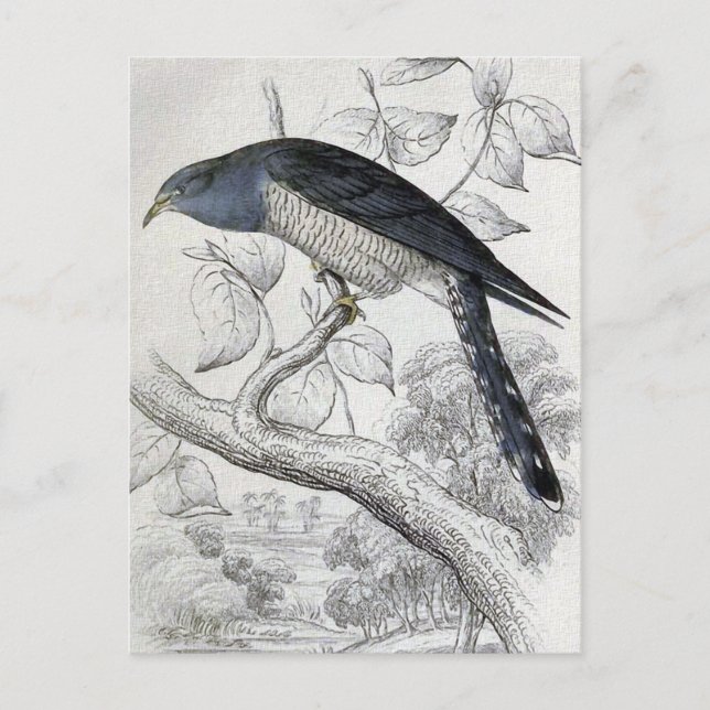 Lineated Cuckoo Vintage Bird Illustration Postcard (Front)