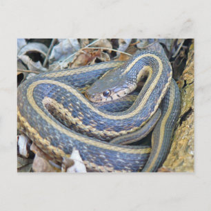 Lined Snake. Postcard