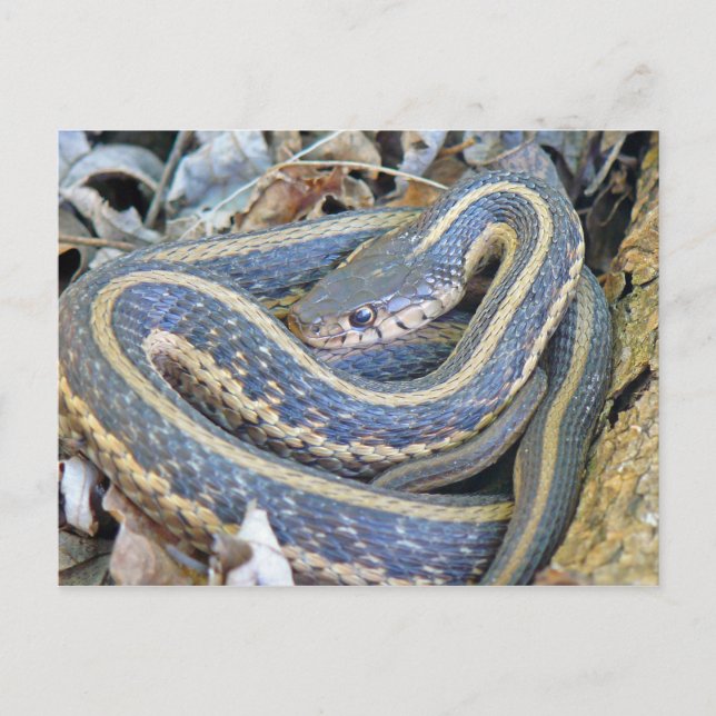 Lined Snake. Postcard (Front)