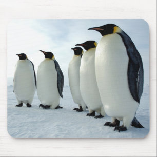 Lined up Emperor Penguins Mouse Mat