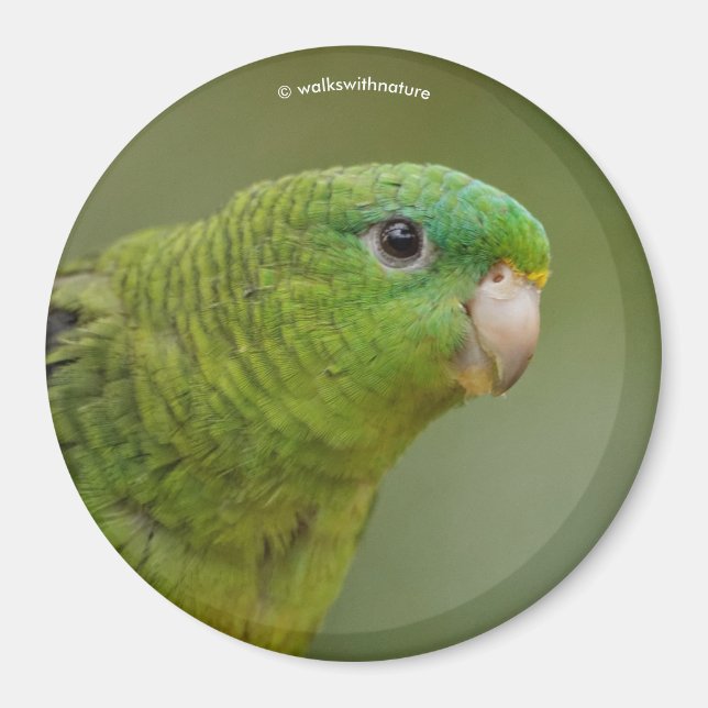 Lineolated Parakeet Magnet (Front)