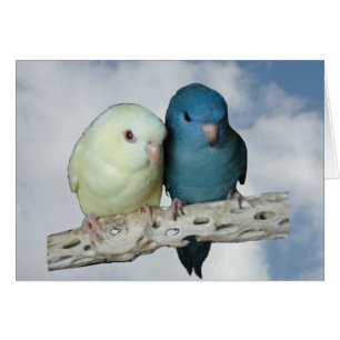 Lineolated parakeet pair