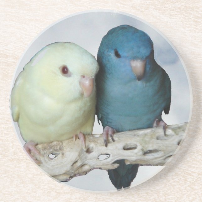 Lineolated parakeet pair coaster (Front)