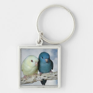 Lineolated parakeet pair key ring