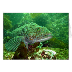 Ling Cod