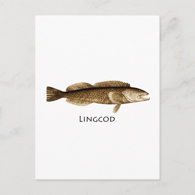 Lingcod Logo Postcard (Front)