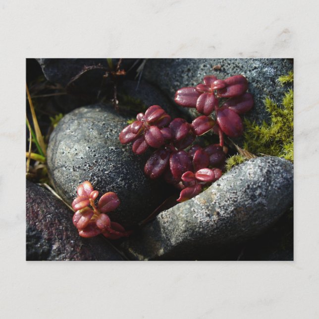 Lingonberry Leaves - Autumn Colours, Unalaska Isla Postcard (Front)