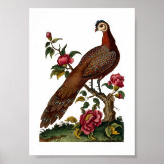 Linnaeus Birds - Chinese Peacock Pheasant Poster