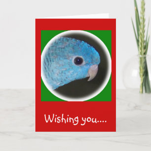 linnie parakeet christmas card happy holidays