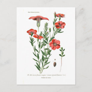 Linum grandiflorum postcard