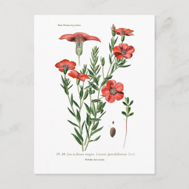 Linum grandiflorum postcard (Front)