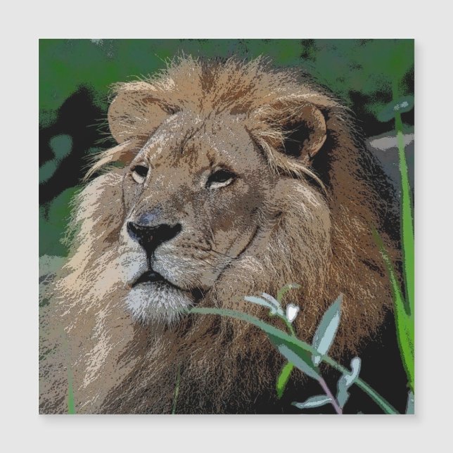 Lion20150805 (Front)