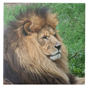 Lion 001 tile