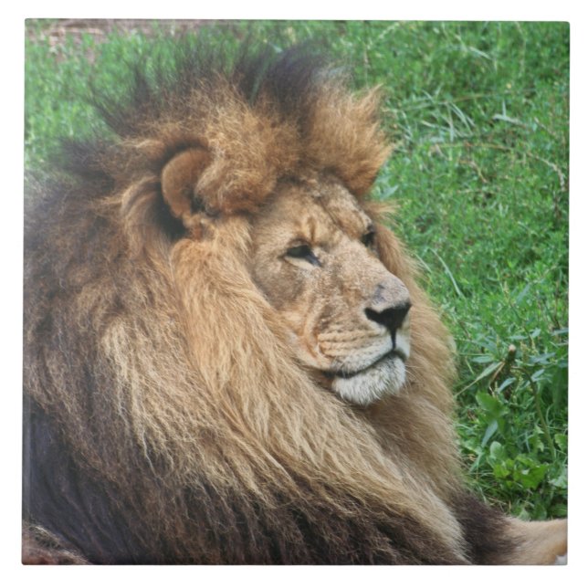 Lion 001 tile (Front)