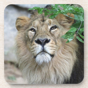 Lion 002 coaster