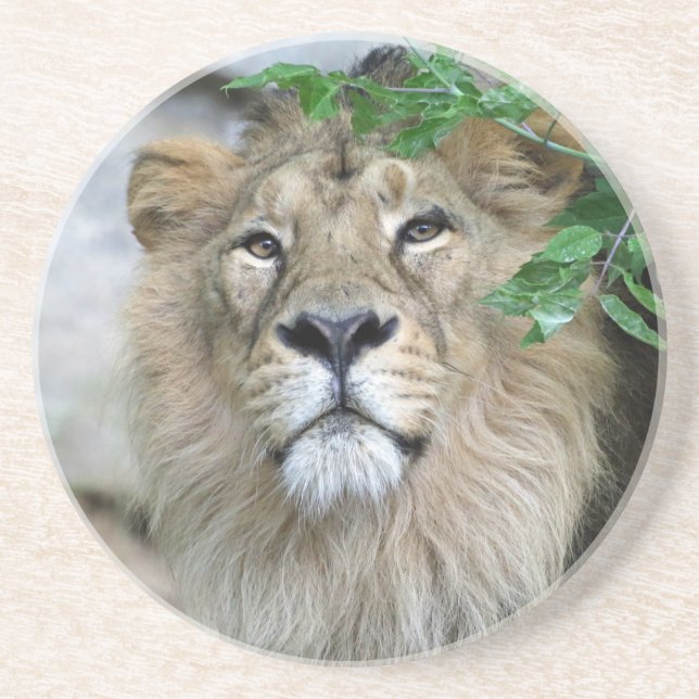 Lion 002 coaster (Front)