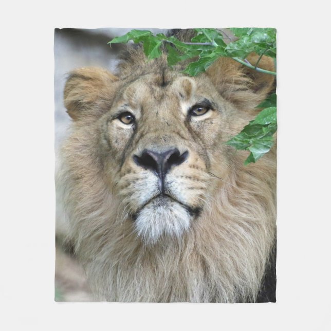 Lion 002 fleece blanket (Front)