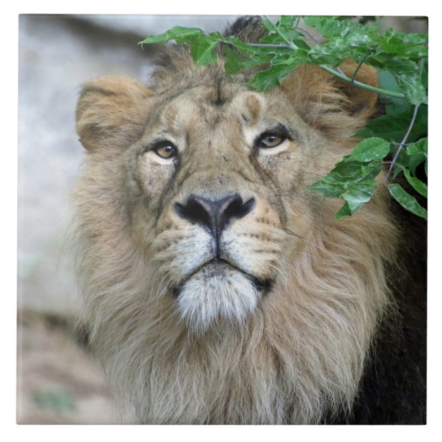 Lion 002 tile (Front)