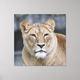 Lion 004 canvas print