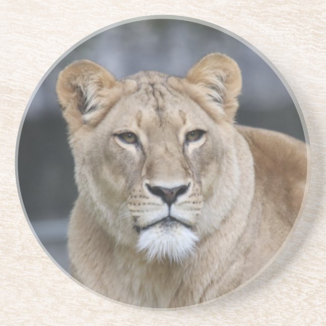 Lion 004 coaster (Front)