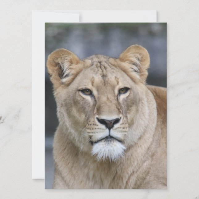 Lion 004 holiday card (Front)