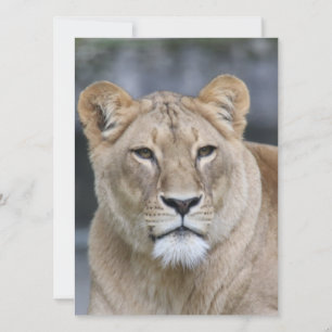 Lion 004 holiday card