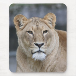 Lion 004 mouse mat