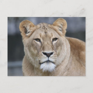 Lion 004 postcard