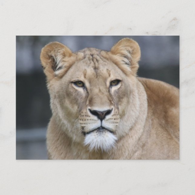 Lion 004 postcard (Front)