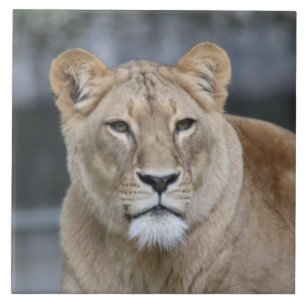 Lion 004 tile