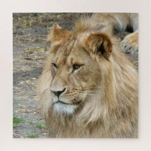 Lion 005 by JAMFoto Jigsaw Puzzle