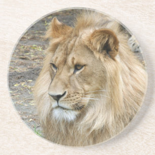 Lion 011 coaster