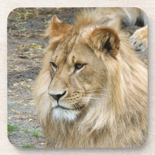 Lion 011 coaster (Front)