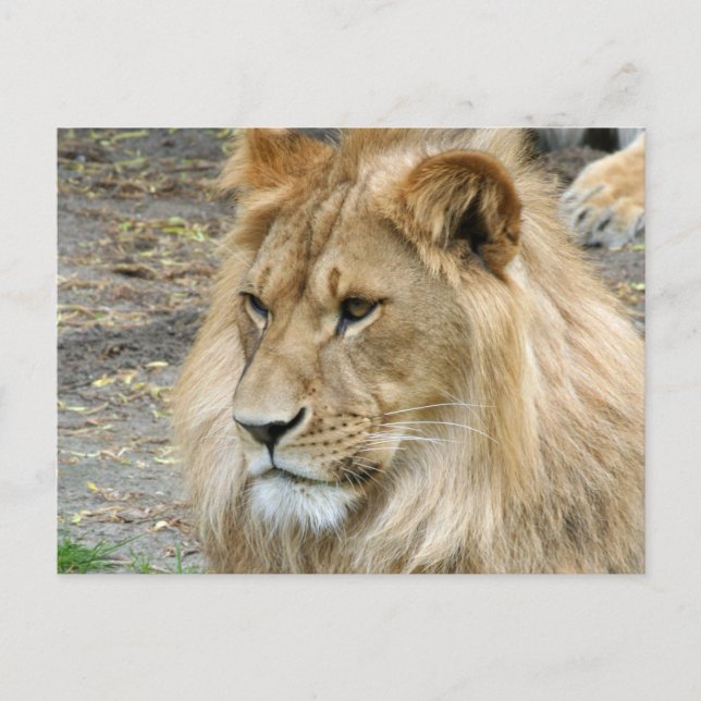 Lion 011 postcard (Front)