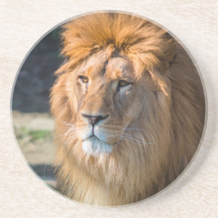 Lion 013 coaster