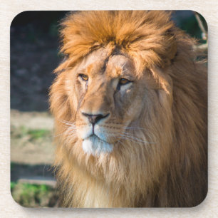 Lion 013 coaster