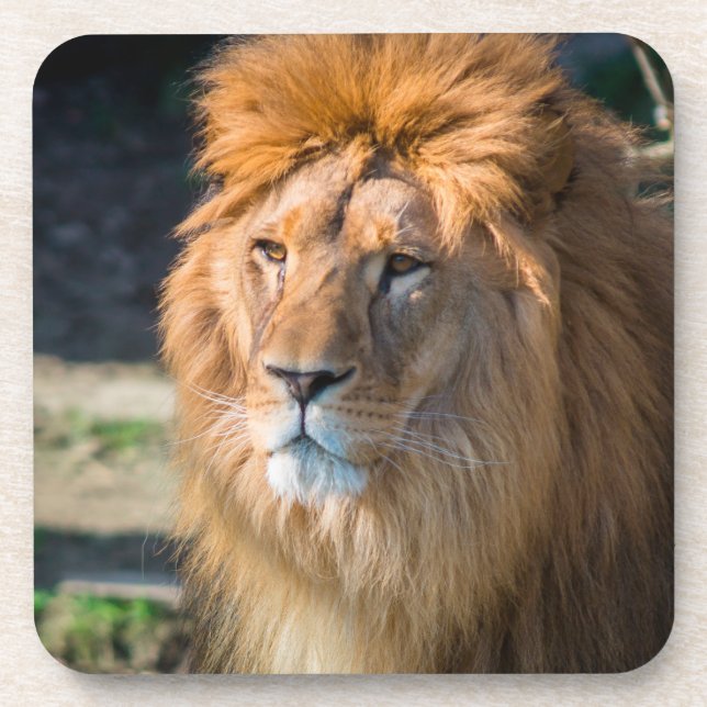 Lion 013 coaster (Front)