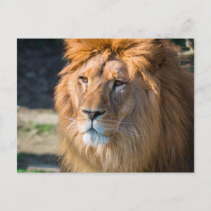 Lion 013 postcard
