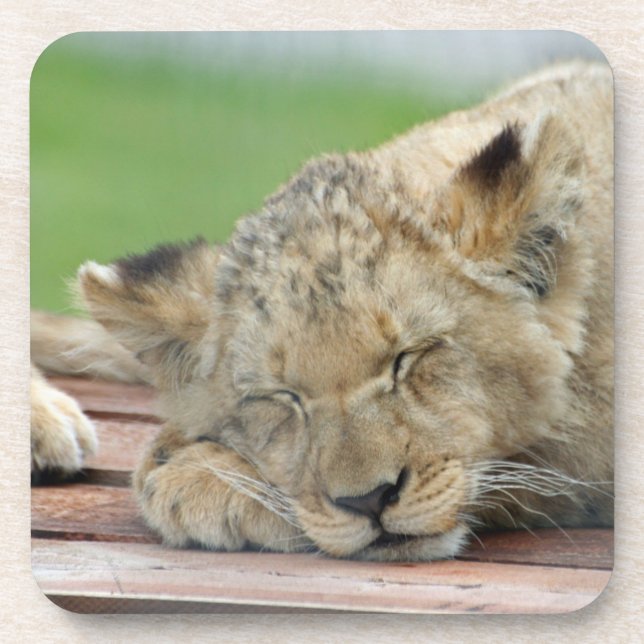 Lion 014 coaster (Front)