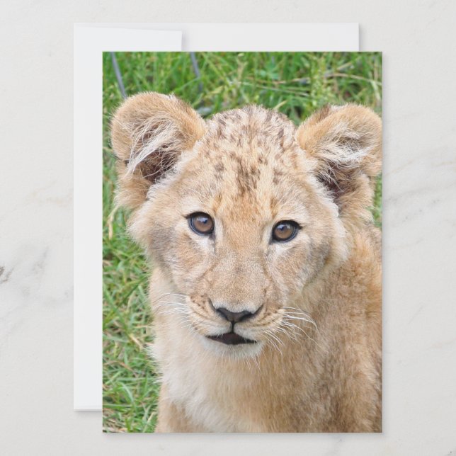 Lion 016 holiday card (Front)