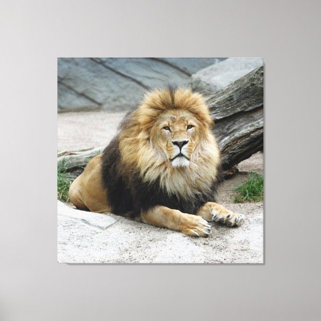 Lion 020 canvas print (Front)