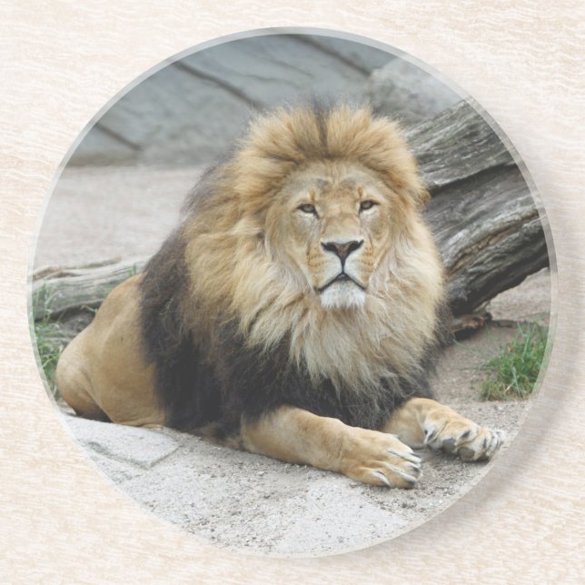 Lion 020 coaster (Front)