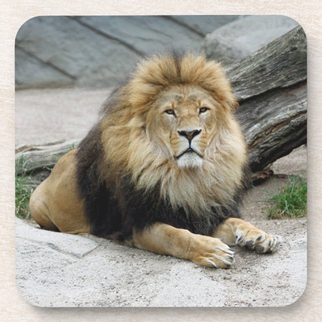 Lion 020 coaster (Front)