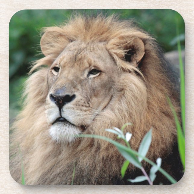 Lion 021 coaster (Front)