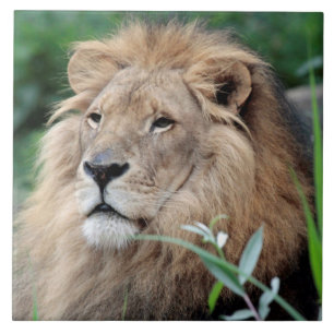 Lion 021 tile