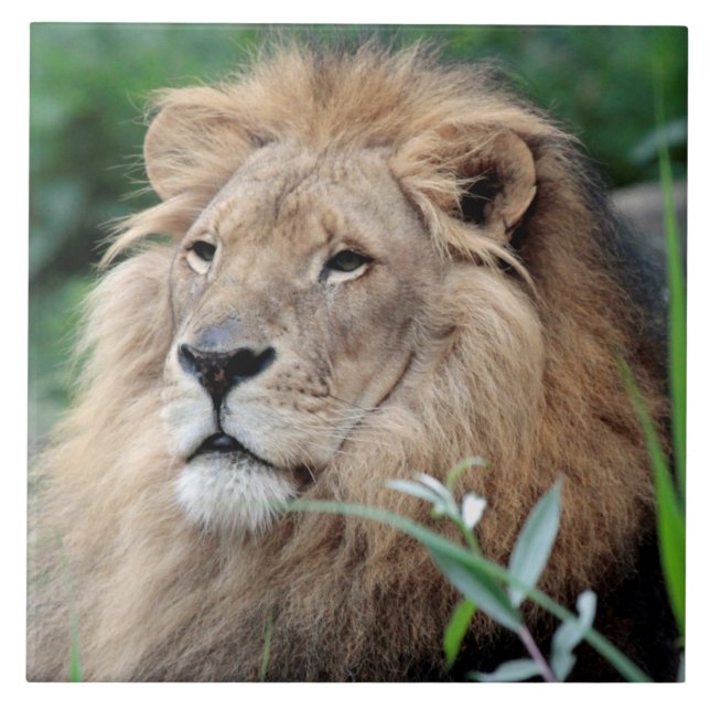 Lion 021 tile (Front)