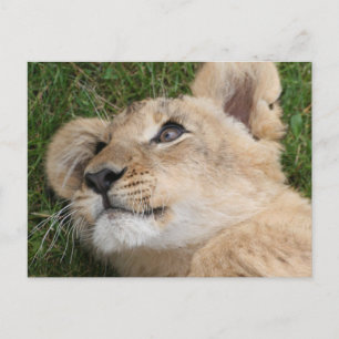 Lion 022 postcard