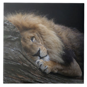 Lion 030 tile
