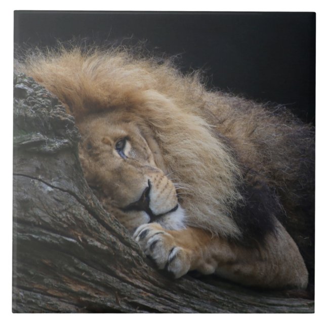 Lion 030 tile (Front)